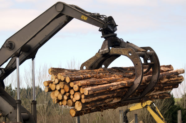 Forstwirtschaft-2 Forstmaschine hebt Baumstämme.