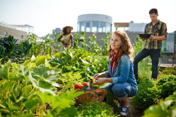 Nachhaltige Landwirtschaft Regionale Produktion fördert lokale Bauern und wirkt sich nachhaltig auf die Landwirtschaft aus.