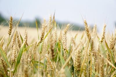 Schwankungen der Liquidität durch Ausfall der Ernte