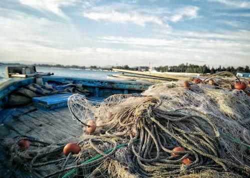 Fischbestand wird durch Fischereibetriebe stark verringert