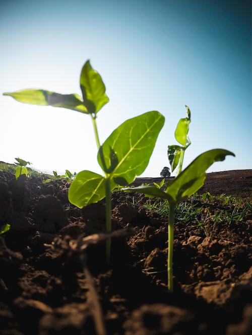 Durch Smart Farming Pestizidbelastung senken. Digitalisierung Landwirtschaft