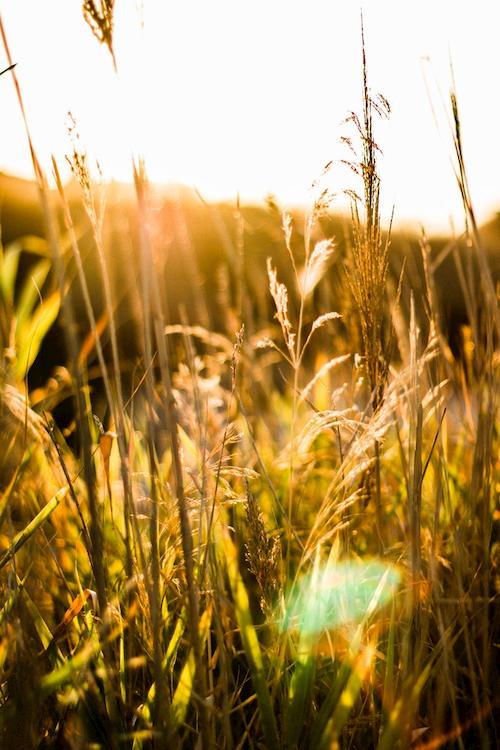 Lebensmittelproduktion-erhöhen-durch-Smart-Farming