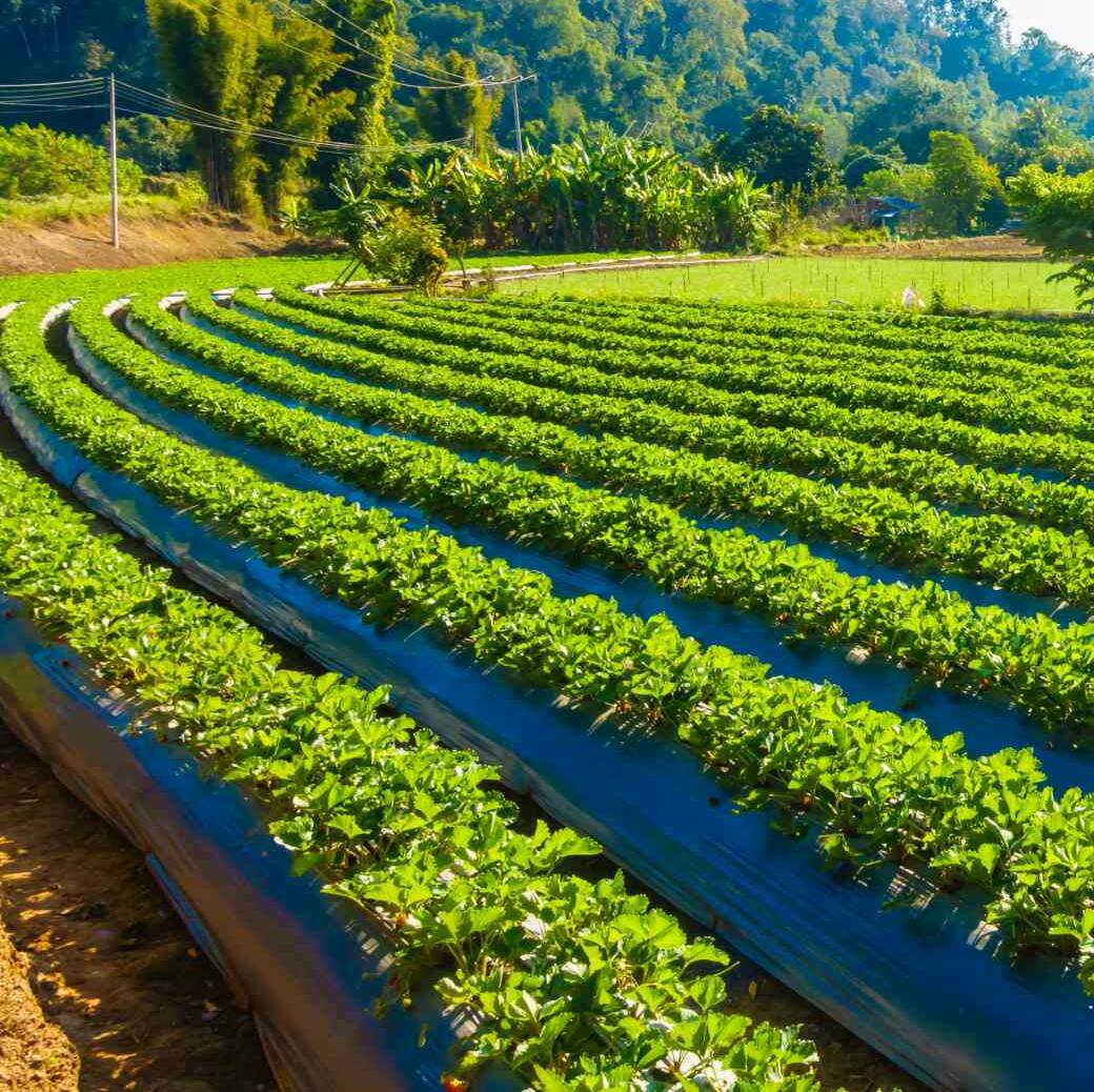 Förderung Landwirtschaft (1) Förderung Landwirtschaft (1)