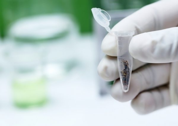 Cannabinoide